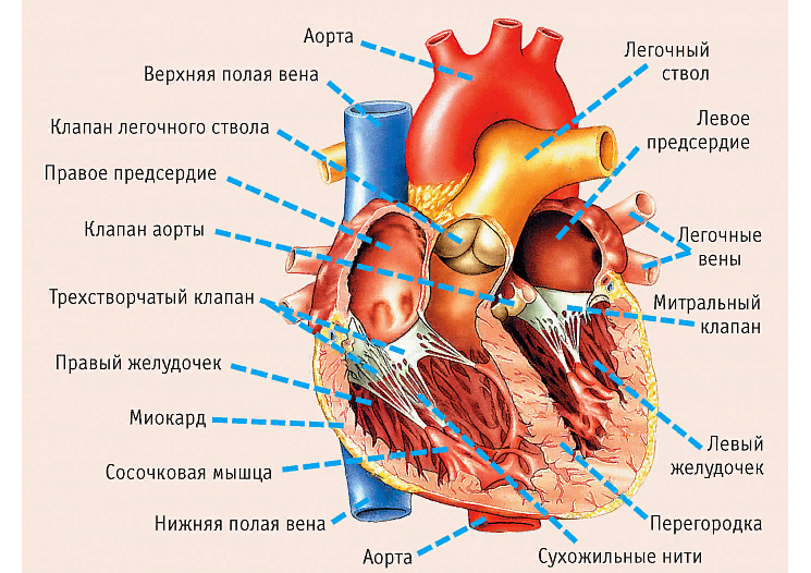 Сердце в разрезе, правое, левое предсердие, стенки, мышцы