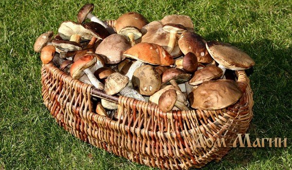 Собирать грибы на кладбище