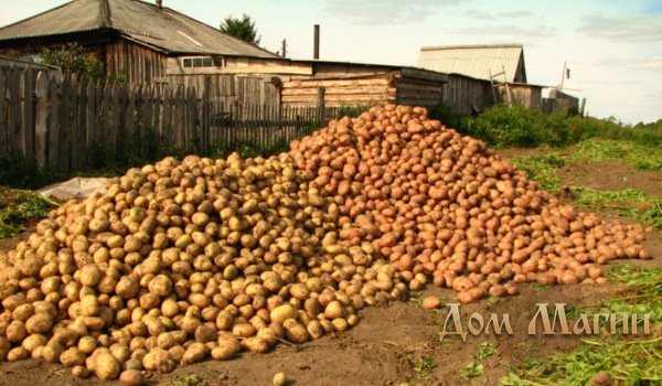 Большая куча картошки
