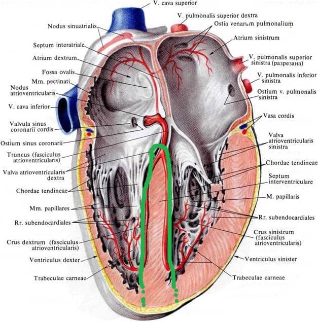 Строение сердца человека и механизм его работы: анатомические схемы и список функций