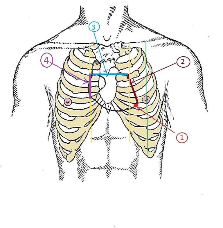Строение сердца человека и механизм его работы: анатомические схемы и список функций