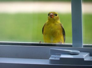 Птица стучит в окно