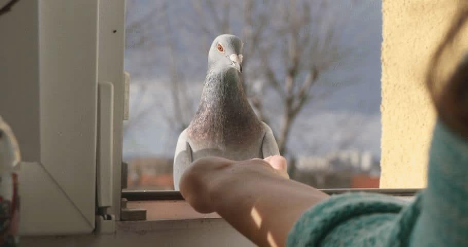 примета голубь ударился в окно 