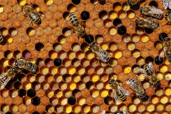 Полезные свойства пчелиной перги 