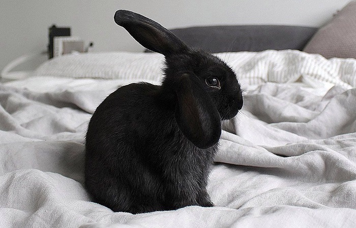 Черный кролик Эстетика