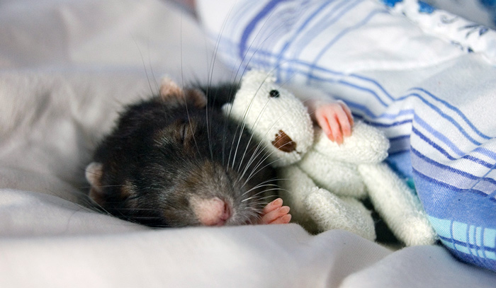 Видеть крысу во сне: что это значит, точное толкование по соннику