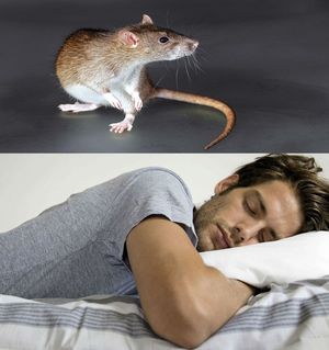 ловить крысу во сне