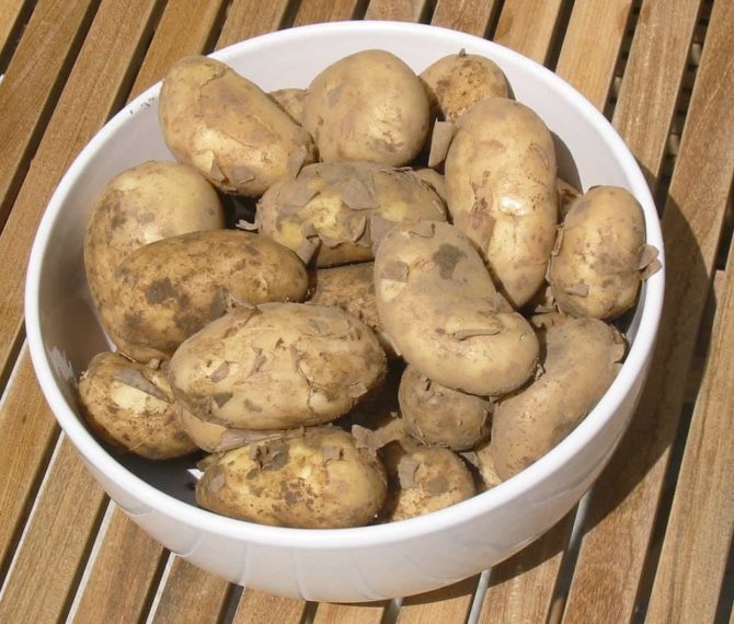 Сажать картошку