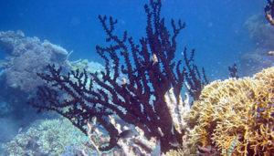 Свойства чёрного коралла