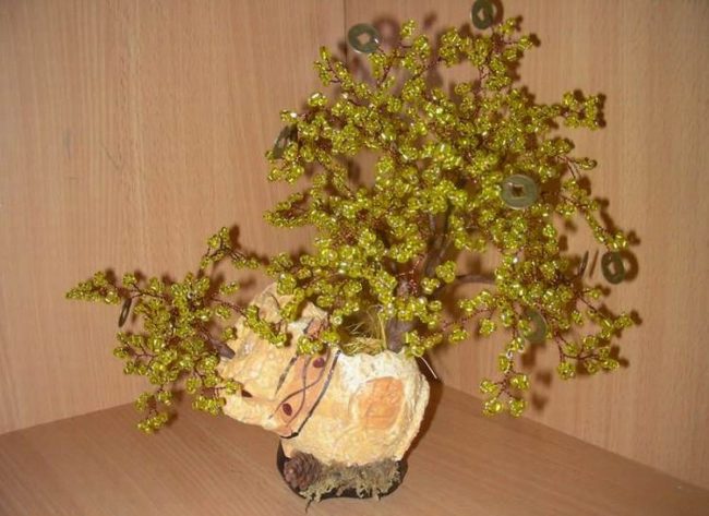 Денежное дерево - символ благополучия в Вашей семье! Можно ли держать дома денежное дерево – приметы.